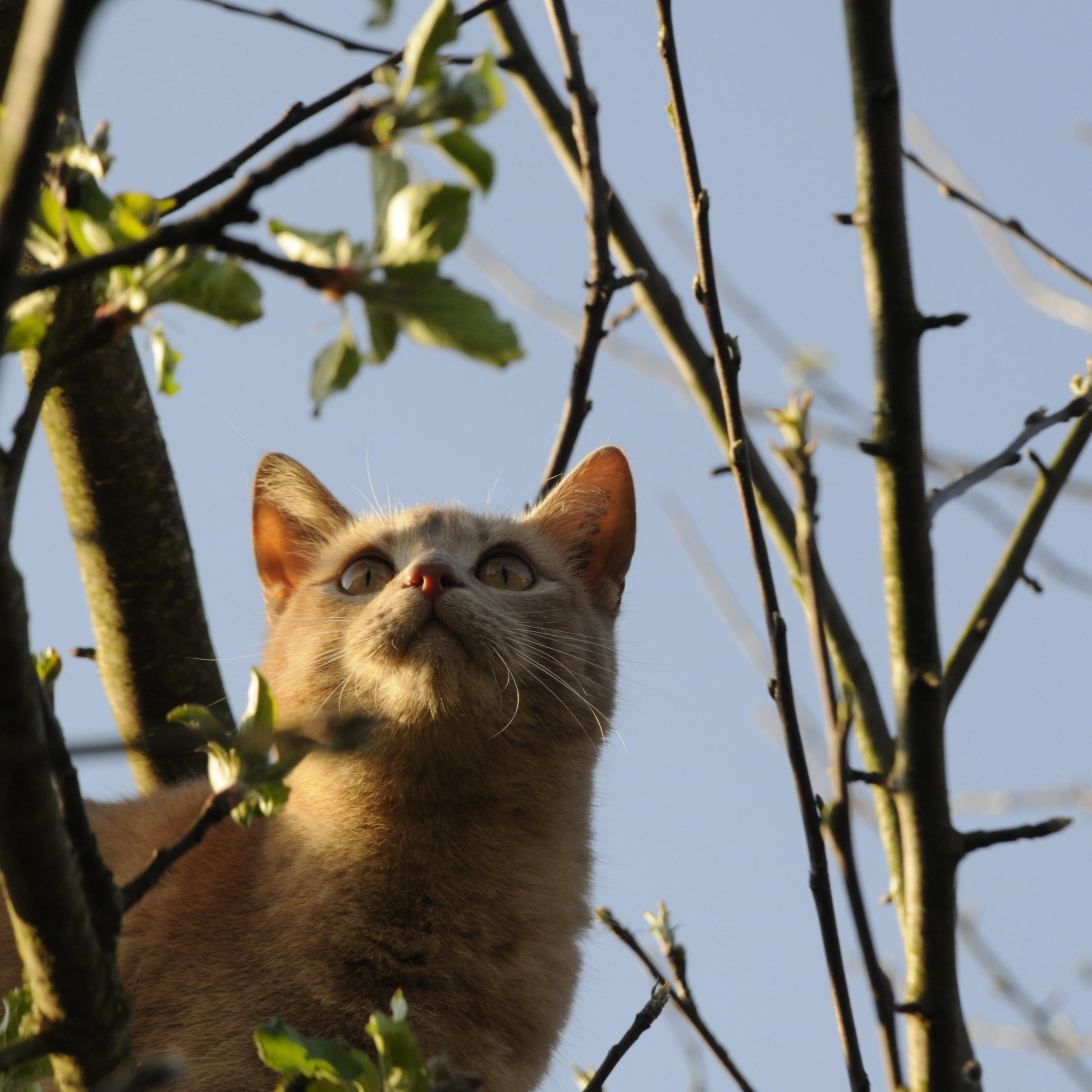 Katzenbilder 2017